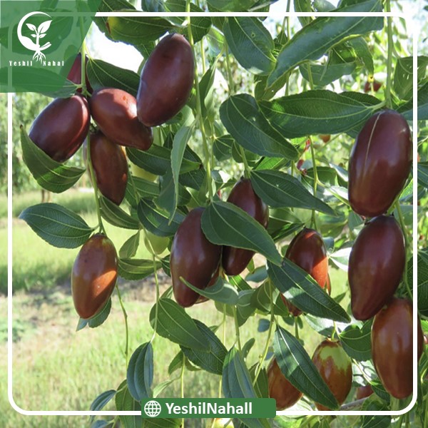 نهال عناب رویال